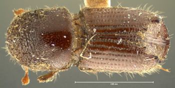 Media type: image;   Entomology 1023 Aspect: habitus dorsal view